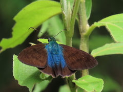 Telegonus