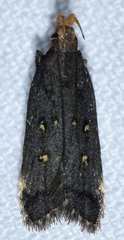 Dichomeris agonia