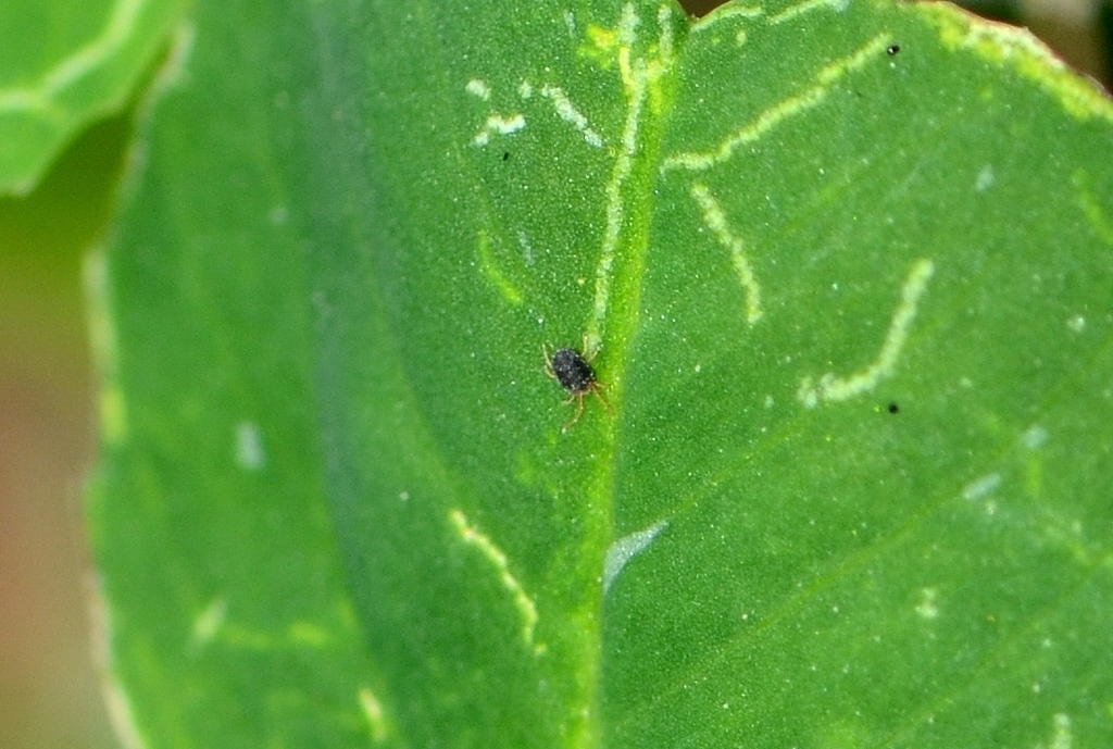 Clover mite (Bryobia praetiosa)