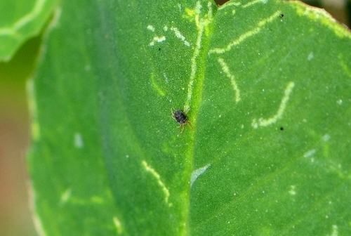 Clover mite