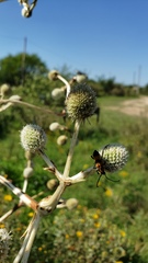 Eryngium eburneum