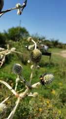 Eryngium eburneum
