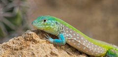 Dotted Racerunner photo 4