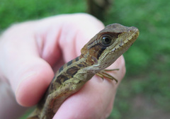 Basiliscus vittatus