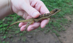 Basiliscus vittatus