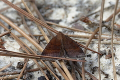 Argyrostrotis deleta