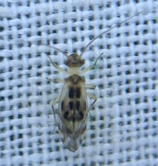 Graphopsocus
