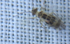 Graphopsocus