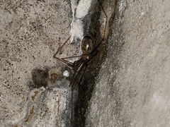 Nesticidae