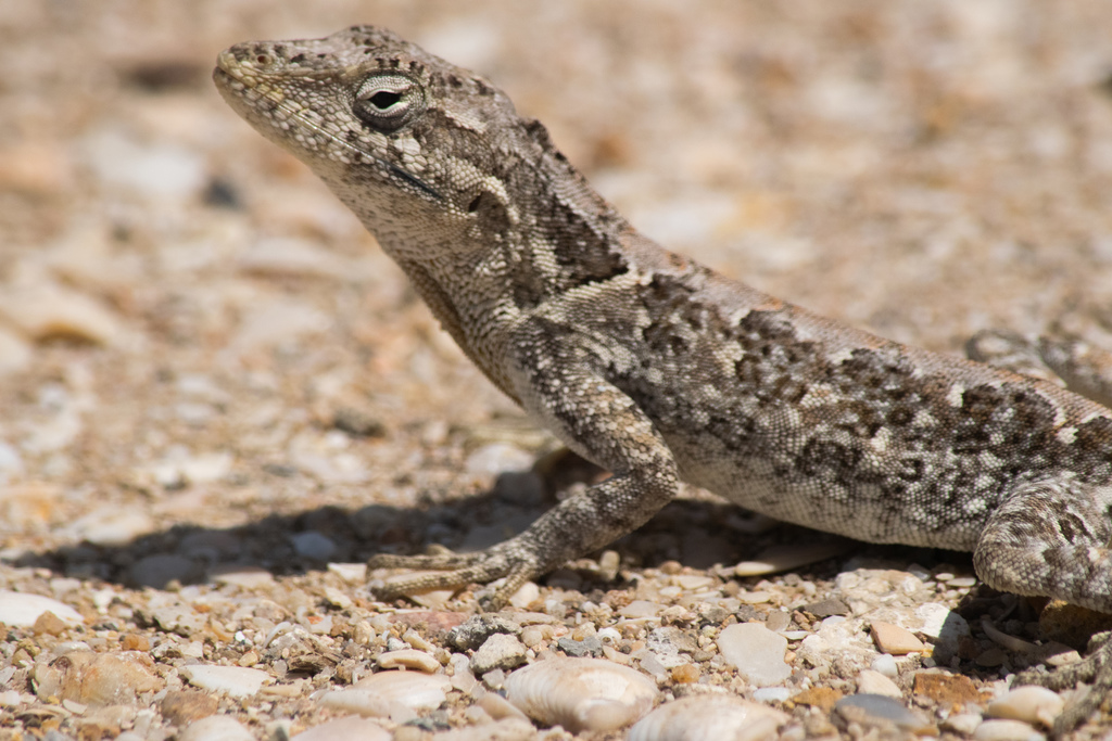 Bulky Anole