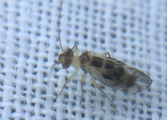 Graphopsocus