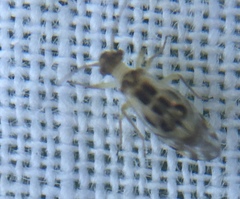 Graphopsocus