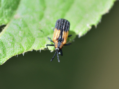 Pentispa melanura