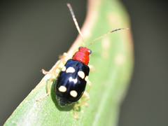 Gynandrobrotica lepida