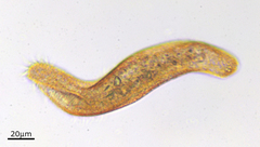 Urostylida