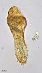 Urostylida