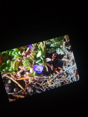 Phacelia curvipes