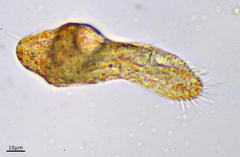 Urostylida