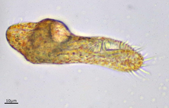 Urostylida
