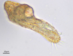 Urostylida