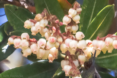 Comarostaphylis arbutoides