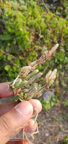 Image of Rungia muralis by (c) Sandipan Das, some rights reserved (CC BY)