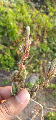 Image of Rungia muralis by (c) Sandipan Das, some rights reserved (CC BY)