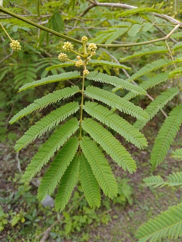 Senegalia etilis