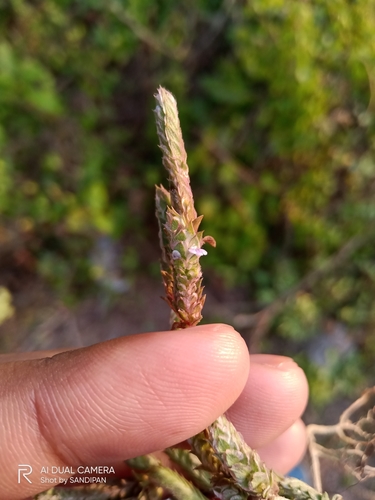 Image of Rungia muralis by (c) Sandipan Das, some rights reserved (CC BY)