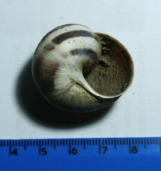 Helix ligata