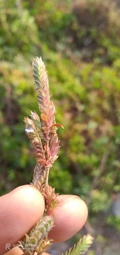 Image of Rungia muralis by (c) Sandipan Das, some rights reserved (CC BY)