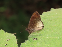 Nisoniades cauca