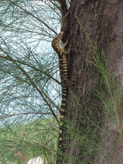 Varanus salvator macromaculatus