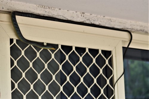 Common Tree Snake sighting