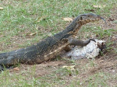 Varanus salvator macromaculatus