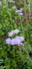 Ageratum corymbosum