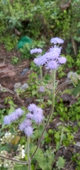 Ageratum corymbosum