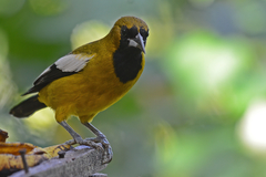 Icterus leucopteryx