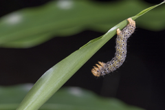 Pogonopygia nigralbata