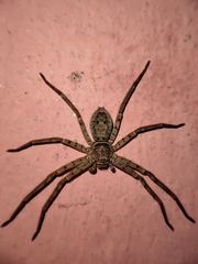 Heteropoda venatoria
