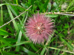 Noticastrum diffusum