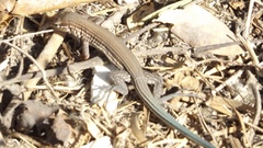 Aspidoscelis lineattissimus