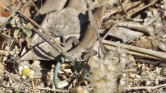 Aspidoscelis lineattissimus