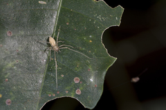 Cheiracanthium taiwanicum