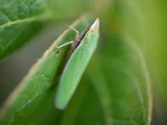 Draeculacephala soluta