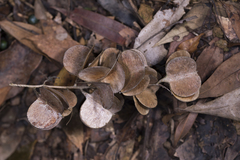Dioscorea cirrhosa