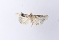 Scoparia acharis