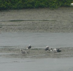 Chroicocephalus cirrocephalus