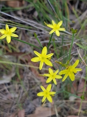Tricoryne muricata