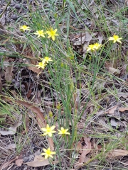 Tricoryne muricata